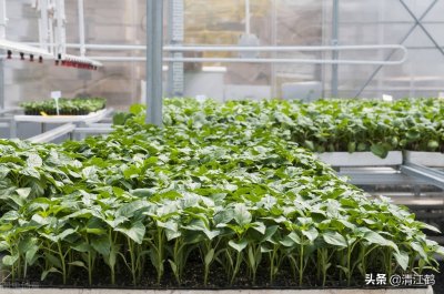 ​育苗早了如何蹲苗？5步骤教你培植健苗壮秧