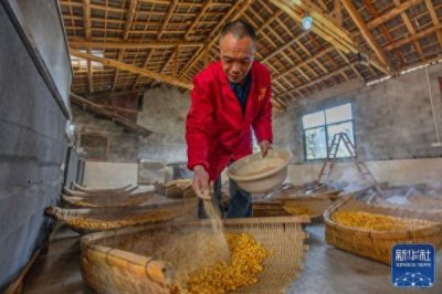 ​湖北恩施：包谷酒腊月飘香