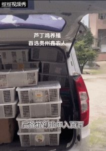 ​低投资还能年赚百万？贵阳大哥养殖这种鸡，如今痛悔：根本卖不出去