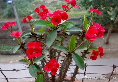 铁海棠:倔强坚贞,温柔忠诚,勇猛又不失儒雅