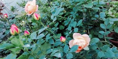 ​夏洛特夫人，拥有高贵感名字的月季，简直太漂亮了