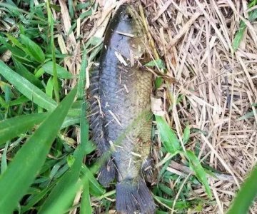 ​能在陆地上爬行，人们叫它“飞鲫”，离开水也能活，如今钓不到了