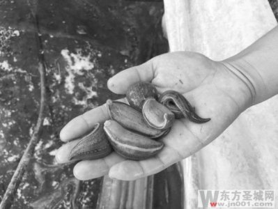 ​曾经令人胆怯，如今不愁销路 俩小伙念上“蛭”富经