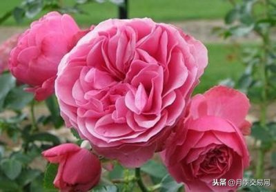 ​这5种藤本“开花机器”，让你的庭院四季有花看