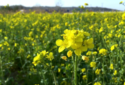 九月开学季的心情语录（关于开学季的唯美文案）