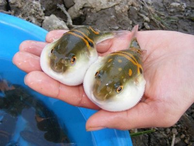 ​长江河鲀的危机：被迫“退市”26年，中国的下一条“鲥鱼”？