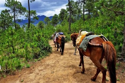 ​听说过茶马古道吗？