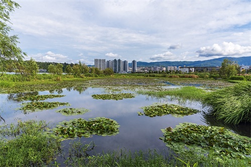 旅途见闻—云南（大理-洱海月湿地公园）