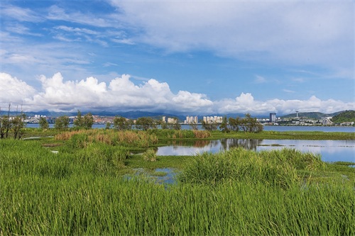 旅途见闻—云南（大理-洱海月湿地公园）