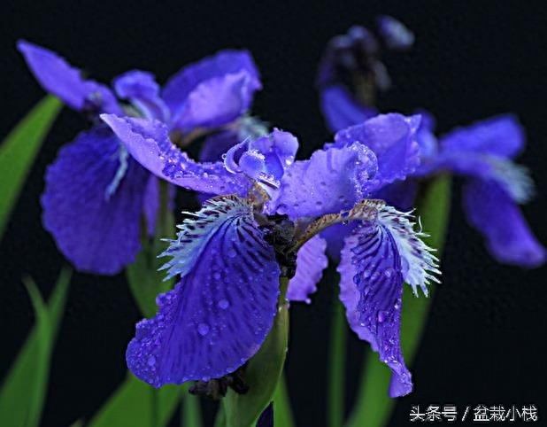 鸢尾，蓝色花卉里最为靓丽的一种！建议养几株~