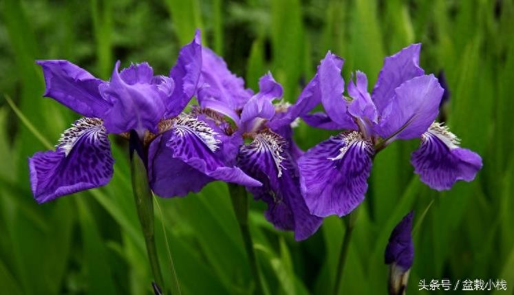 鸢尾，蓝色花卉里最为靓丽的一种！建议养几株~