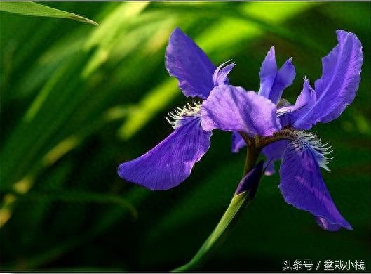 鸢尾，蓝色花卉里最为靓丽的一种！建议养几株~