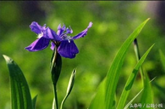 鸢尾，蓝色花卉里最为靓丽的一种！建议养几株~