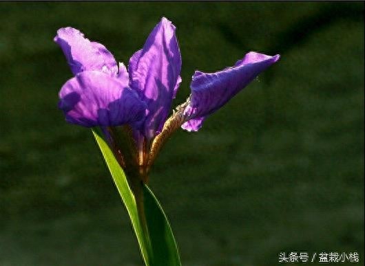 鸢尾，蓝色花卉里最为靓丽的一种！建议养几株~