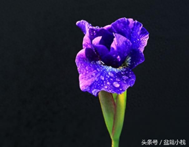 鸢尾，蓝色花卉里最为靓丽的一种！建议养几株~