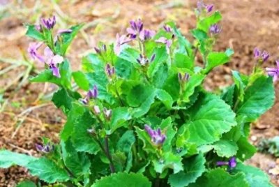 ​诸葛菜，能吃好看的野菜，别名二月兰