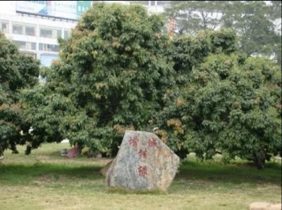 ​最贵的水果—增城挂绿荔枝