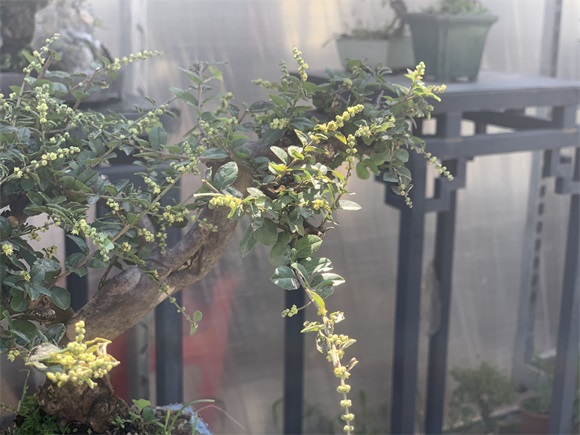 雀梅盆景已经开花啦，生长旺季