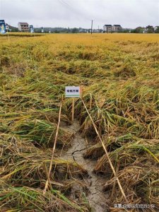 ​钻心虫防控急！急！急