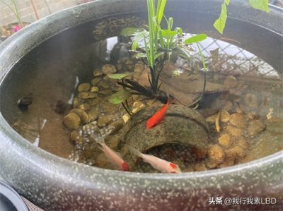 ​古法养鱼水质判断要点全知晓