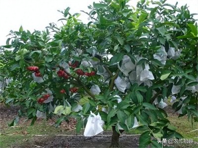 莲雾火爆市场多年,一斤23元热销,产地却当绿化树,掉了没人捡