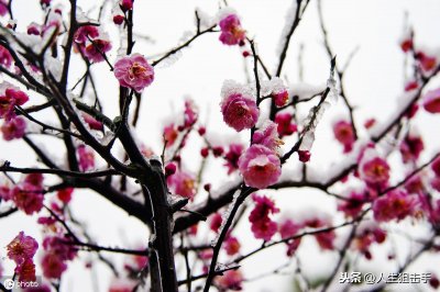 ​冬季的美景只有雪吗？更加沁人心脾的是“寒梅傲雪”