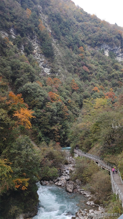天全喇叭河，不容错过的川西彩林，层林尽染，金秋周末游推荐