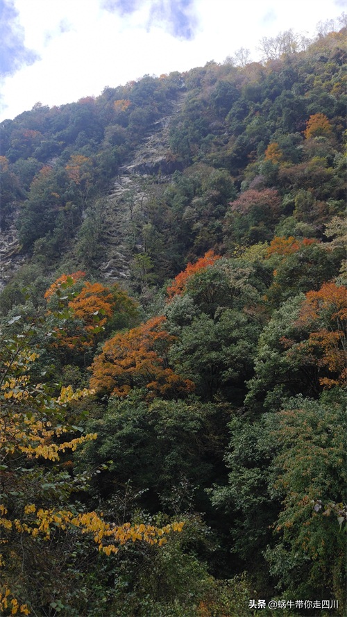 天全喇叭河，不容错过的川西彩林，层林尽染，金秋周末游推荐