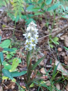 花中君子 | 100种名贵兰花图鉴