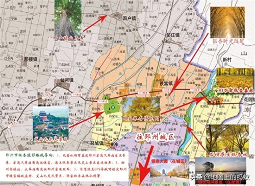 秋天是赏银杏的最佳时节，来江苏邳州看最美丽的银杏“时光隧道”