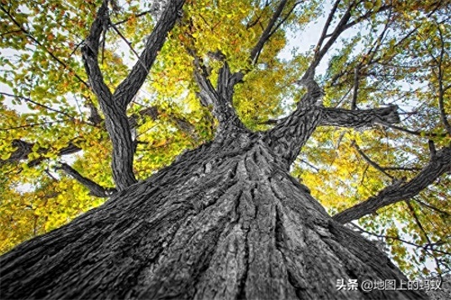 秋天是赏银杏的最佳时节，来江苏邳州看最美丽的银杏“时光隧道”