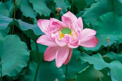 古人消夏八大雅事,你做过哪一个?