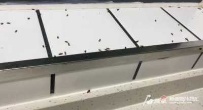 乌鲁木齐多个小区出现大量小虫子,有毒吗?听专业人士怎么说