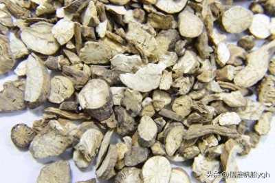 板蓝根种植秘籍大公开!一学就会,轻松成为种植达人!