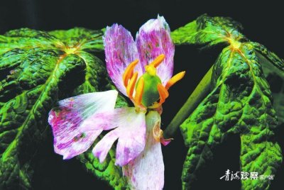 ​【声声慢】桃儿七