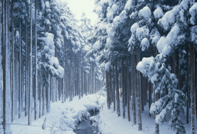 奇妙的动物小学作文