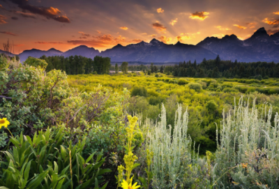 ​鸡吃小石子小学作文