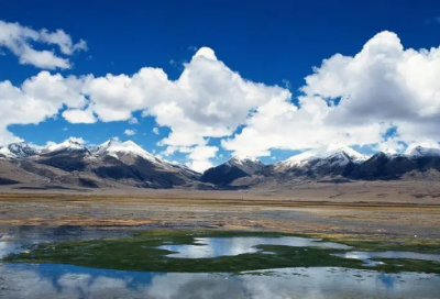 ​小学生优秀写物作文：狗狗日记