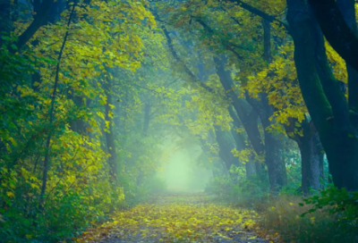 ​勇敢的小刺猬小学优秀记叙文作文