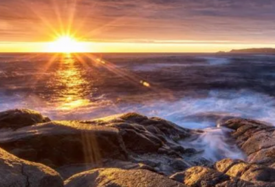 ​动物节小学作文