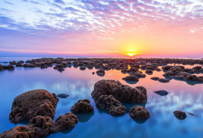 种植小学生作文