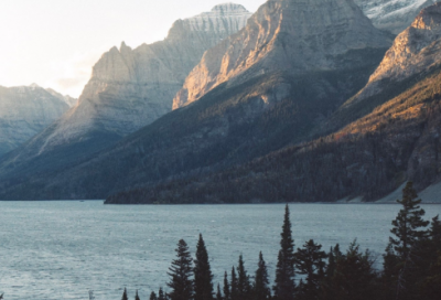 小学生作文:植物的鼻子