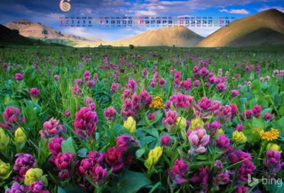​金戒指旅行记小学作文