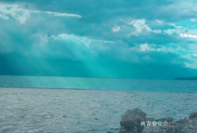 ​植物大战僵尸小学生作文