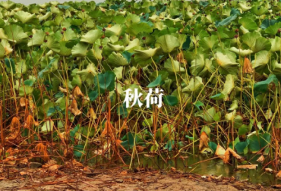 ​必须要抢的游戏id(136个)